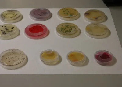 microbiológia aplicada 2014