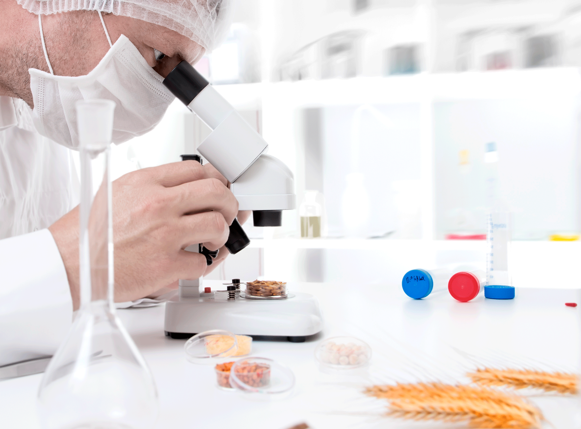 Harinas sin gluten: problemática en el manejo y caracterización Harinas sin gluten: problemática en el manejo y caracterización