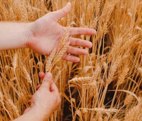Tecnología para el análisis de harinas sin gluten. Tecnología para el análisis de harinas sin gluten.