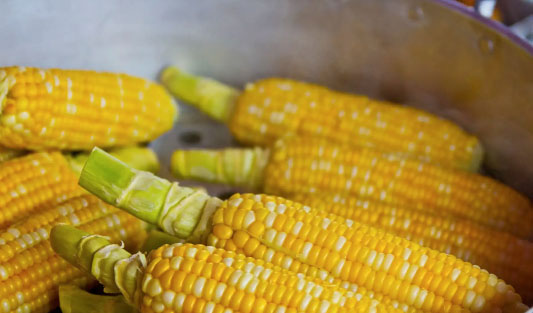 Predicción de maíz transgénico bt mediante el uso de métodos ultrarrápidos de cromatografía líquida en fase reversa Predicción de maíz transgénico bt mediante el uso de métodos ultrarrápidos de cromatografía líquida en fase reversa