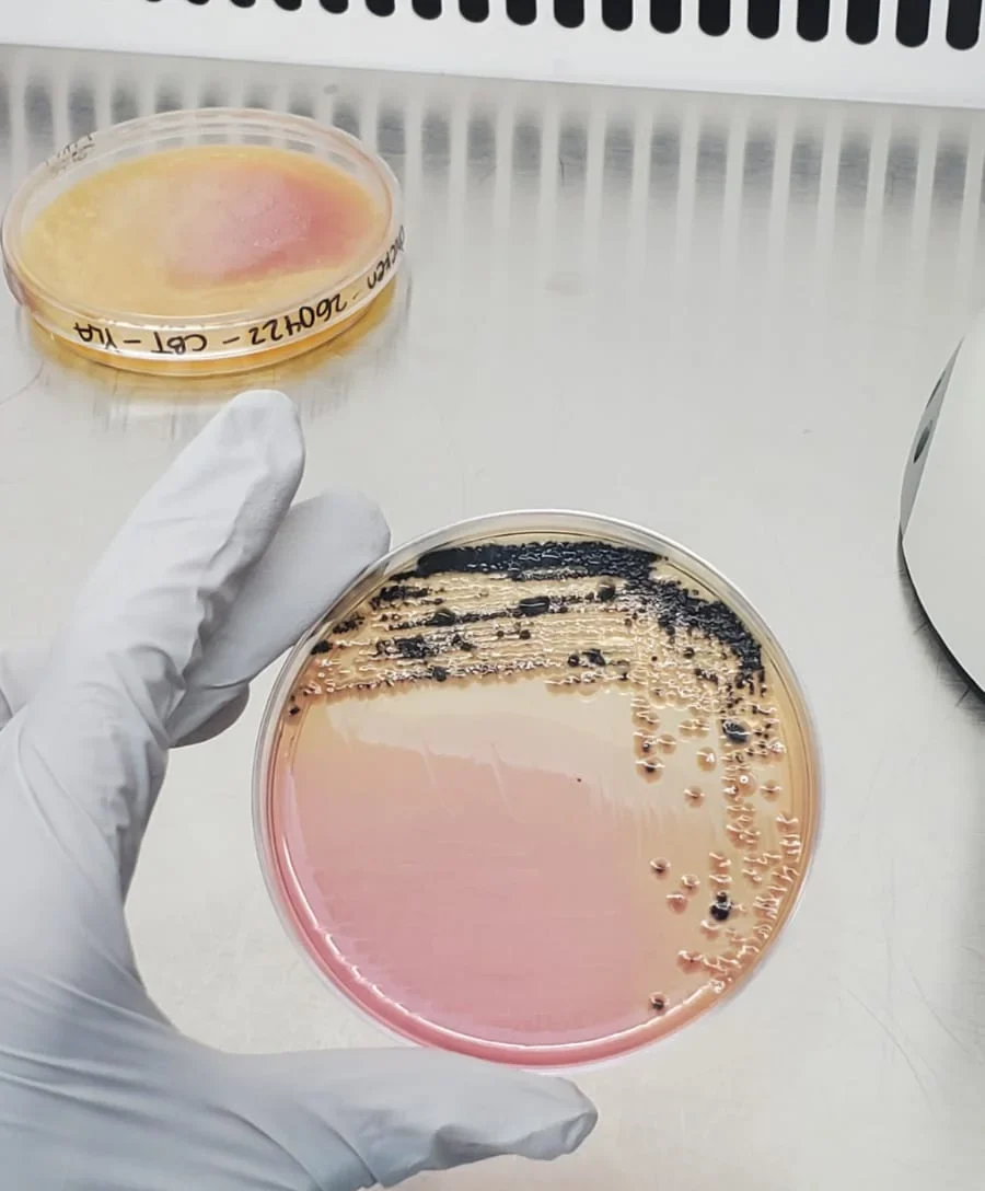 ANÁLISIS RÁPIDO DE SALMONELLA EN ALIMENTOS, MEDIANTE LA TÉCNICA ELFA